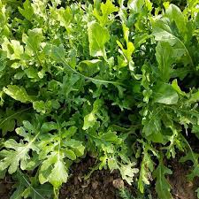 arugula square foot gardening