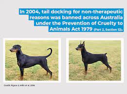 why does rspca nsw oppose tail docking