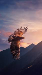 eagle wallpaper 4k sunset mountains