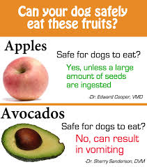 Your Dog Wants To Eat Your Fruit But Is It Poison Consult