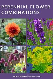 Perennial Flower Combinations For