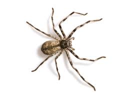 10 Most Dangerous Spiders In Australia Rotary Club Of
