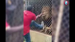 lion bites off man s finger at a zoo in