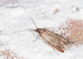 identify and get rid of moths in your
