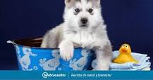 ¿Cómo cuidar a un cachorro de husky siberiano?