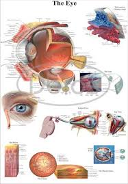 Eye Anatomy Chart Desh Biological Works 1245 Hargoolal