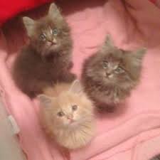 *you will not find my kittens advertised on. Pin On Thank God For Cats Man I Love Cats