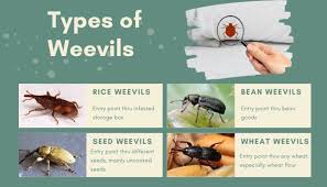 how to get rid of weevils in my bedroom