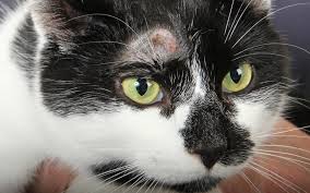 The only way to treat this is by conducting food elimination trials, observing the cat's positive or negative food allergy symptoms also include hair loss and hot spots, which are sore, red blotches on the cat's skin. Arthur The Cat Developed A Red Bald Patch Above His Eye