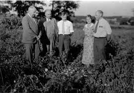 Jersey Tomatoes And The Role Nj Farmers