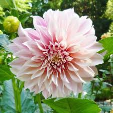 Find & download free graphic resources for dahlia flowers. Dahlia Bulbs Dinnerplate Cafe Au Lait Dahlia Tubers Eden Brothers