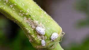 mealybugs what they are and how to get