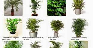 Indoor Plants Names