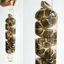 Rattlesnake Wet Specimen in a Glass Rolling Pin | Wet specimen taxidermy, Wet  specimen, Natural curiosities