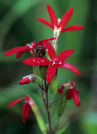 The native flora of new zealand is unique as it evolved in isolation for millions of years. Royal Catchfly