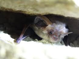 fabriquer un nichoir à chauve souris jhm