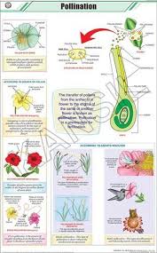 Pollination For Botany Chart