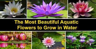 beautiful aquatic flowers to grow in water