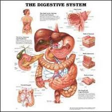 Abdominal Organs Anatchart Chart Digestive System Anatomy