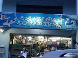 Athaya aquarium berdiri sejak tahun 2015.athaya aquarium beralamat di jalan syekh jamil jambek kelurahan pakan kurai kecamatan guguk panjang kota bukittinggi sumatera barat 26137.athaya aquarium siap bersaing dengan. Amazing Aquarium Kajang Selangor 60 3 8741 6236
