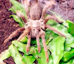 Australian Spiders The 10 Most Dangerous Australian