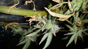 A spider mite on weed is one of the common pests. Spider Mites Cannabis How To Identify Get Rid Of Them Quickly