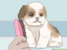 How To Care For A Shih Tzu Puppy 14 Steps With Pictures
