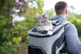 the 10 best cat backpacks in 2023