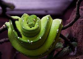 Green Tree Python Care Handling And