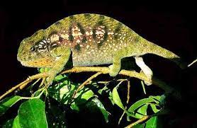 carpet chameleon care sa chameleons