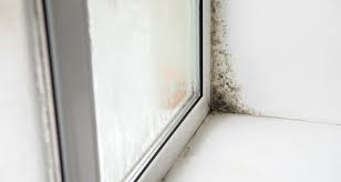 what is black mold texas mold removals