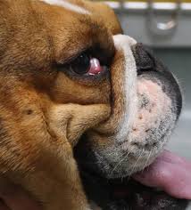 painful eye condition in dogs