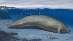 this ancient whale may have been the