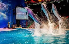dubai dolphinarium explore the