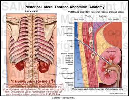 The pleural cavity and diaphragm anatomy. Medivisuals Posterior Lateral Thoraco Abdominal Anatomy Medical Illustration