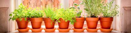 Grow A Herb Garden On Your Windowsill
