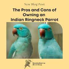 indian ringneck parrot