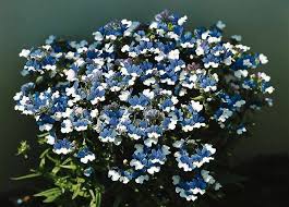 White Approx 200 Seeds Bedding Plant