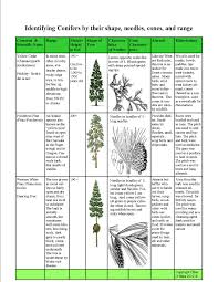 Conifers 4 Radical Botany