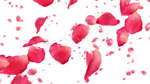 flying rose petals on white hd 1080