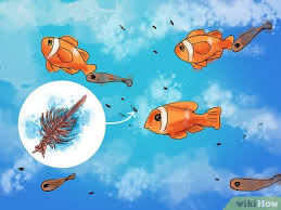 How To Breed Clownfish 15 Steps With Pictures Wikihow