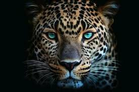 leopard face stock photos images and