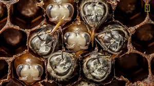 ミツバチは幼虫からさなぎ、成体になるまで巣の中でどう過ごしているのか？ - GIGAZINE