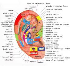 Reflexology Ear Chart Ear Reflexology Reflexology Massage