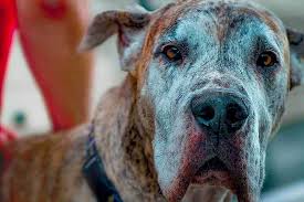 Dogs can also detect lung cancer from a person's breath. Great Dane Cancer Symptoms Types Of Cancer Treatment Options