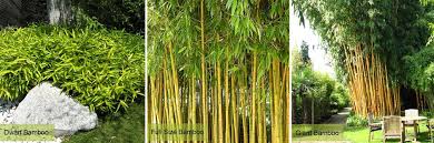 Bamboo Garden Plants