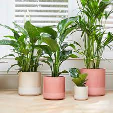 Indoor Pots Planters Plant Pots For