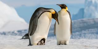 some emperor penguin sites experienced