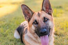 German shepherds forum since 2002 a forum community dedicated to all german shepherd owners and enthusiasts. Getting To Know And Love The German Shepherd Dog Gsd