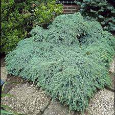 juniperus squamata blue carpet günstig
